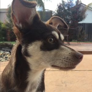 Meet your Posher, Penelope